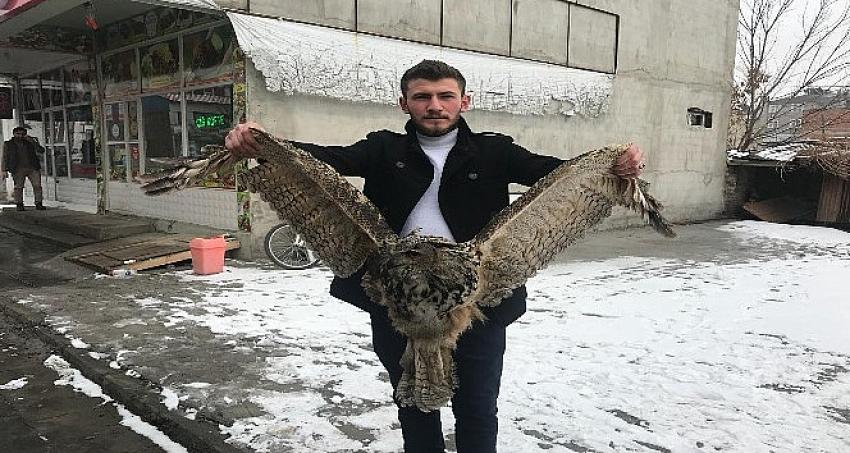 Erzurum'da yaralı baykuş bulundu