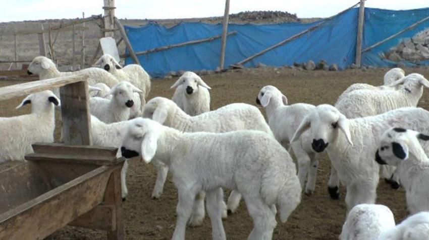 Köyüne geri dönen çiftçiye 300 koyun+maaş verilecek