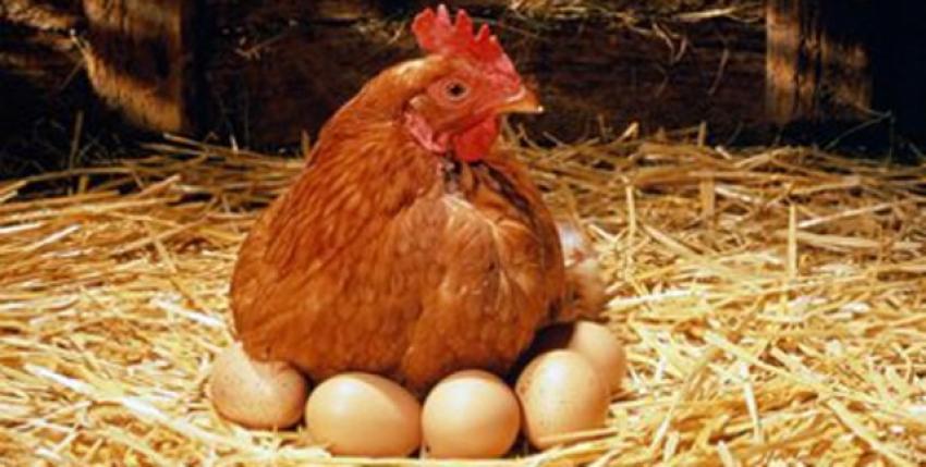 1,6 milyar adet tavuk yumurtası üretildi